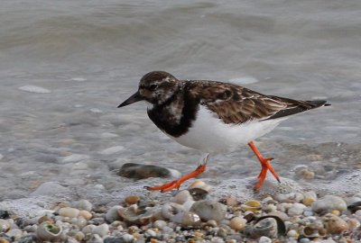Pump park de Locquirec
