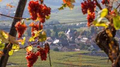 Musée du vignoble et des vins d'Alsace