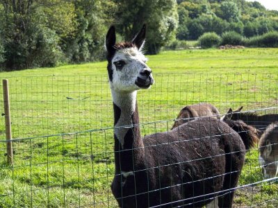 La campagne du pony ranch