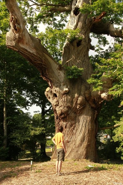 Le châtaignier du Pas aux Biches