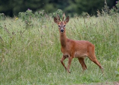 LA FORET DOMANIALE DU DETROIT