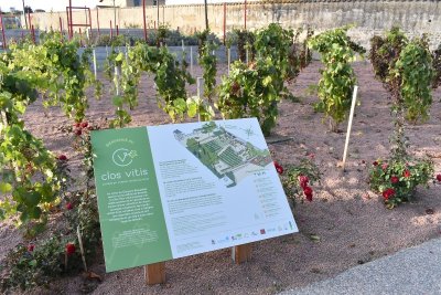 Clos Vitis, Jardin de Vignes en Beaujolais