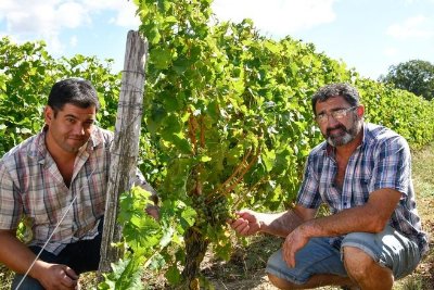 L'ancien vignoble d'Huriel