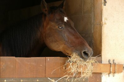 Ecurie et ferme pédagogique de la Nieya
