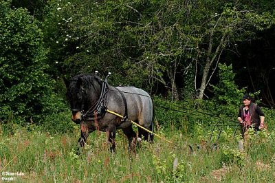De l'âne aux traits