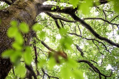 Forêt domaniale de l'Hermitain