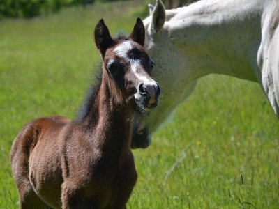 Elevage des Briards, chevaux et poneys de sport