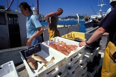 Visite guidée de la criée de Poulgoazec (Plouhinec-Audierne)