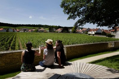 Jardin de Vignes du Mesnil sur Oger : Le Clos Saint Vincent