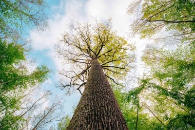 Tronçais, Forêt d'Exception ®