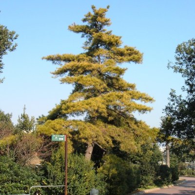 Pin de Monterey (Pinus radiata) - 150 ans