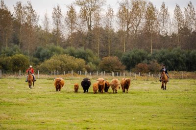 Haras Henson Marquenterre