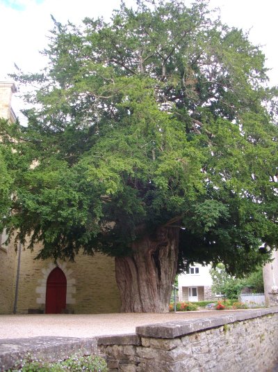 L'if de La Chapelle-Caro