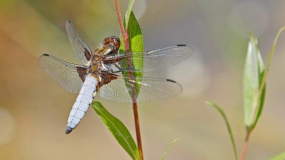 Circuit de l’Ecomusée à Ungersheim et Pulversheim