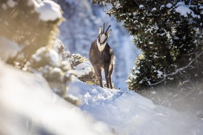 Sentier thématique de Valloire - le safari des animaux
