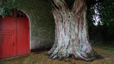 L'if de la Chapelle Saint-Yves