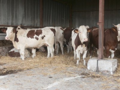 Visite à la ferme - Martine à la ferme