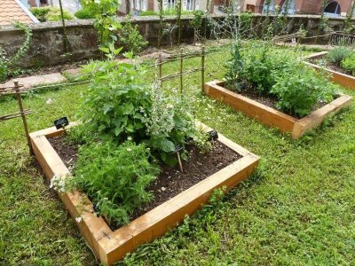 Jardin des plantes médicinales