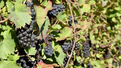 Circuit vélo - Entre sommets et Piémont