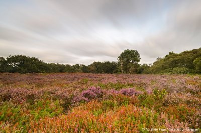 La zone humide de Langazel