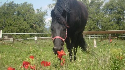 Ecuries de la Repentance