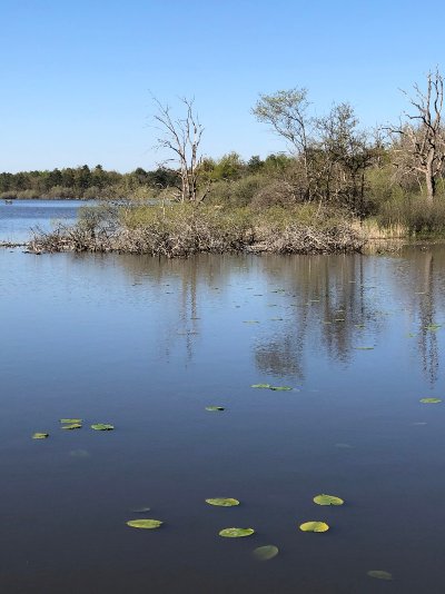 Espace naturel sensible de l'étang de la Noue Mazone