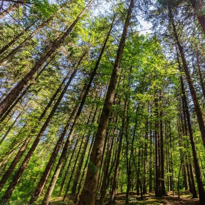 PR 10 Circuit de l'ermitage de Saint Rouin