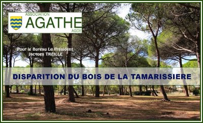 LE BOIS DE LA TAMARISSIÈRE