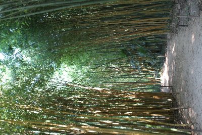 La Bambouseraie en Cévennes