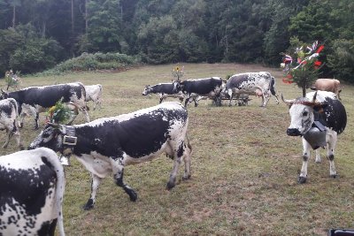 Sentier illustré des plantes sauvages
