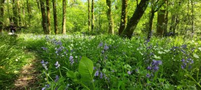 Forêt Communale du Grand Parc