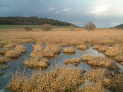 Marais de Pagny sur Meuse