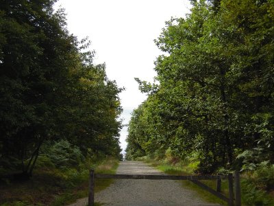 La forêt de la Corbière
