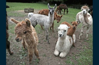 Ferme Les Lamas et Alpagas de Lafayette