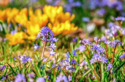 Coteau calcaire de Saint Ouen sous Bailly