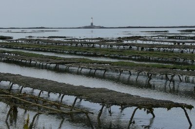 Les parcs à Huîtres de Blainville-sur-Mer