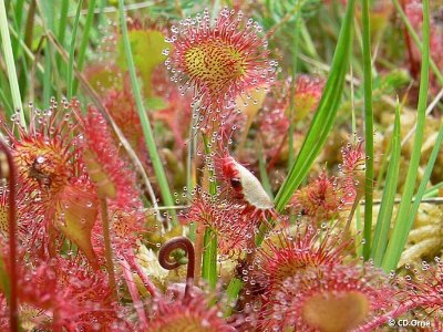 La Tourbière des Petits Riaux - Point 2 Une végétation originale
