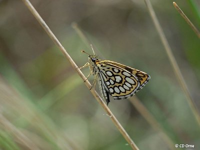 La Tourbière des Petits Riaux - Point 4 La faune