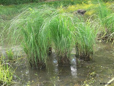 L'étang du Perron - Point 3 A l’ abri des zones humides