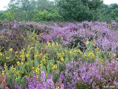 Le Vaudobin et les gorges du Meillon - Point 7 Renaissance d’une lande