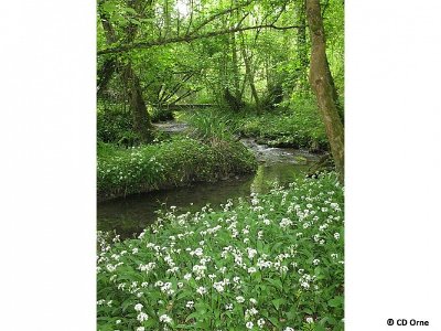 Le Vaudobin et les gorges du Meillon - Point 4 Ruisseau aux rives fleuries