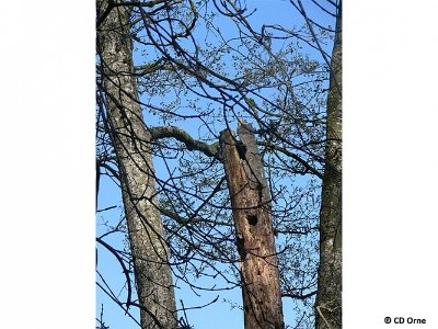 L'étang du Perron - Point 5 Vie et mort du bois