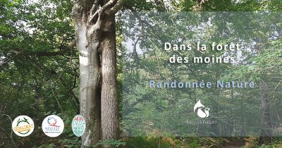 Dans la forêt des moines
