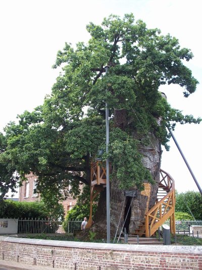 Le Chêne d'Allouville-Bellefosse