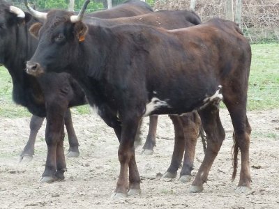 Ganaderia Béarn Armagnac