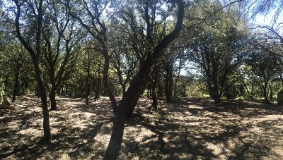 Chênaie de Lavalduc