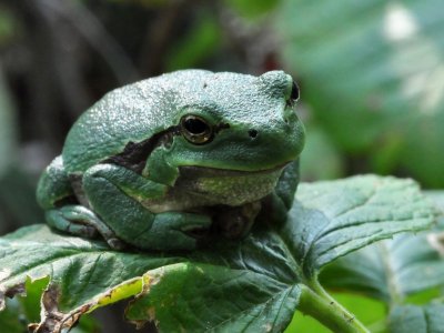 Ancien passage à gué de la Canteraine