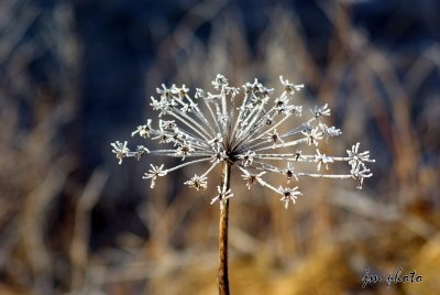 Johann Marmier photographe