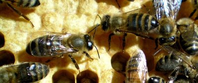 Miellerie pédagogique des Délices au Miel