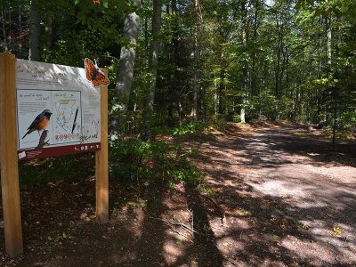 Tourbière de la tranchée de Docelles